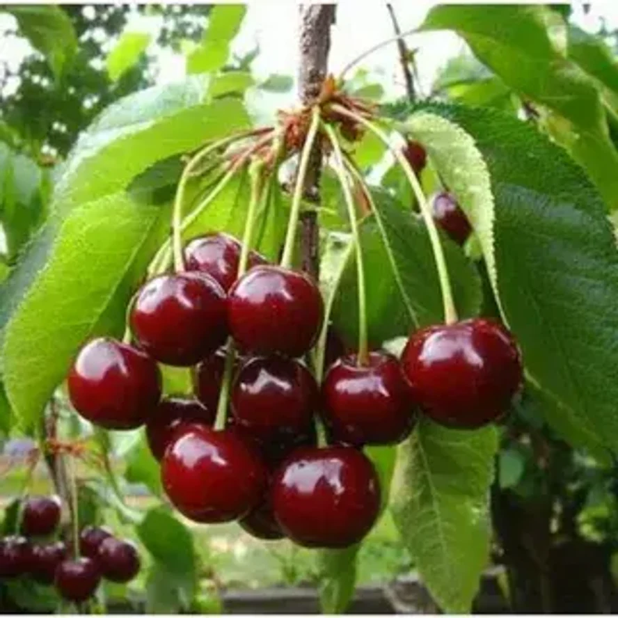 Вишня Морозовка