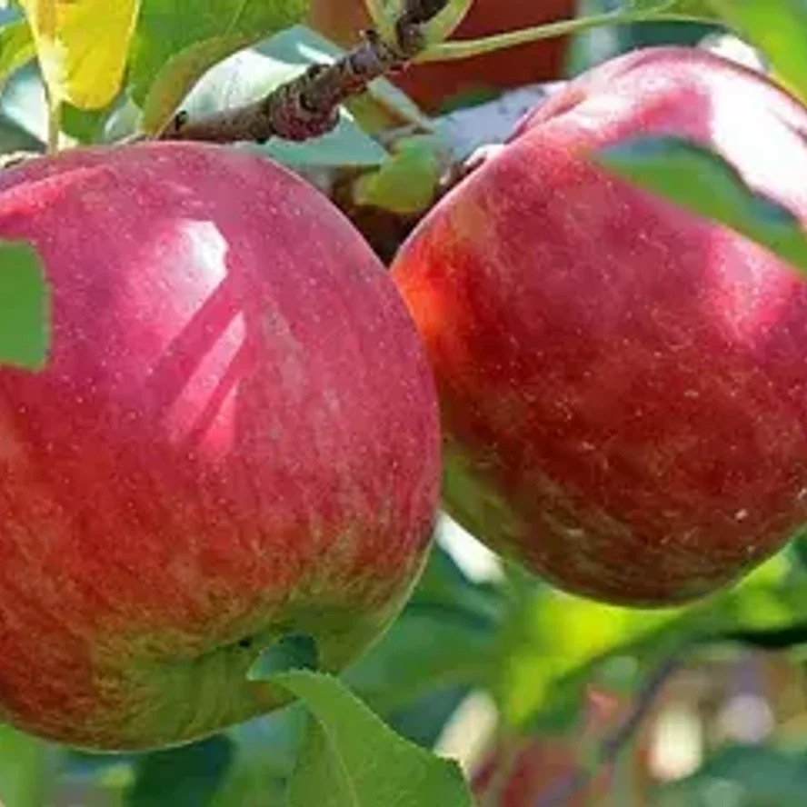 🍎 Яблоня осенняя Жигулёвское