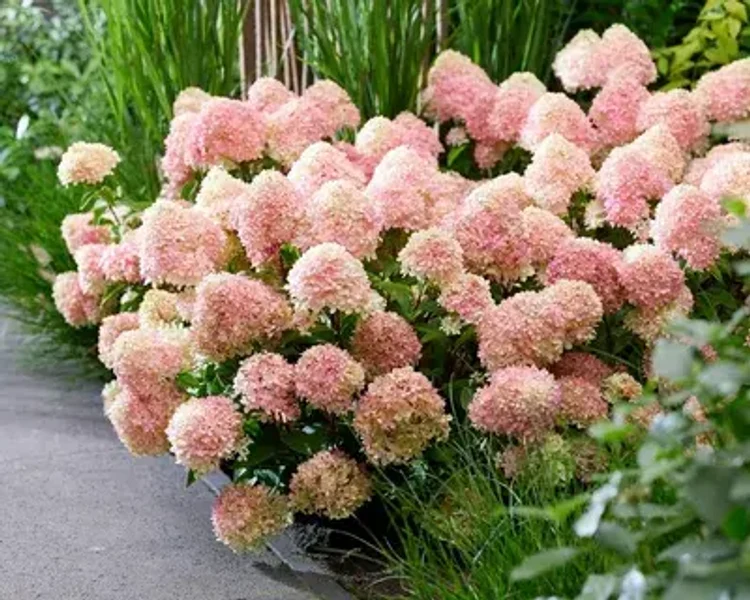 c75375a3-dbe8-44b5-9100-8f68256c6ea6-i-2026-08-03t123919.660.webp