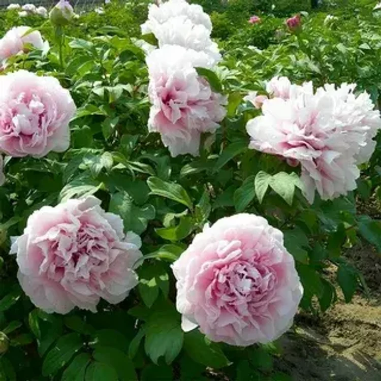 52a218cc-36f6-4da6-bc56-ee256f6eb3f0-i-2026-08-12t120109.035.webp