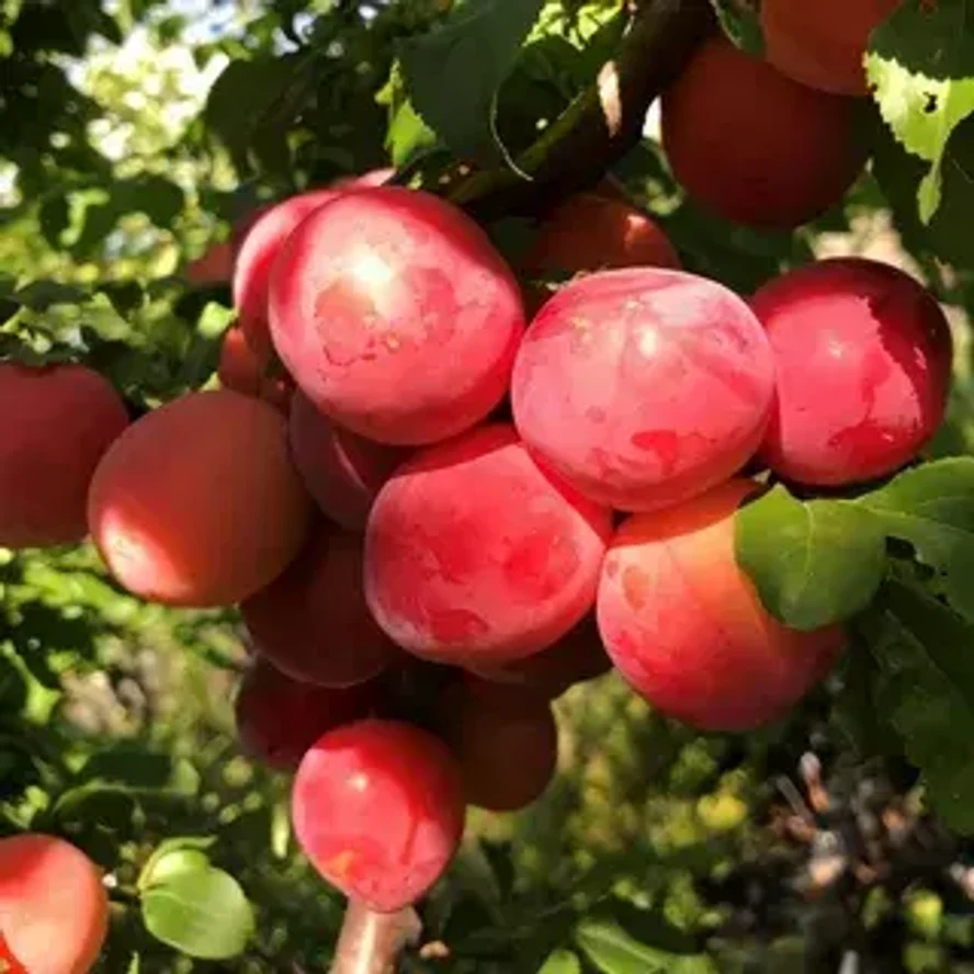 Алыча Кубанская комета