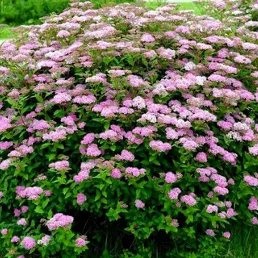 Спирея Бумальда (Spiraea x bumalda)