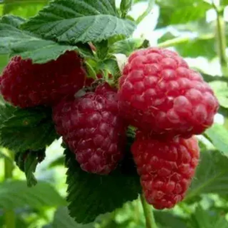 0c3b0e52-2f1c-4fa4-a10a-e65cd4ba097a-i-94.webp
